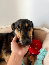 MAVIS, Hund, Mischlingshund in Düsseldorf
