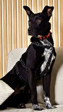 LUCKY, Hund, Mischlingshund in Rodenbach