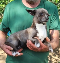 KEKI, Hund, Chihuahua in Kirchheim