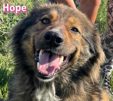 HOPE, Hund, Mischlingshund in Lorsch