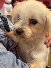 LAICA, Hund, Bichon Maltais in Henstedt-Ulzburg