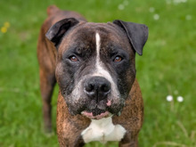 OSKAR, Hund, American Bulldog-Boxer-Mix in Hamburg