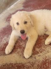 BRAXIL, Hund, Mischlingshund in Italien