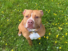 ELLIOT, Hund, American Staffordshire Terrier-Mix in Hamburg