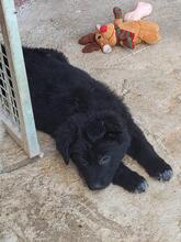 BRINIEL, Hund, Mischlingshund in Italien