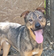 MARCO, Hund, Mischlingshund in Rumänien