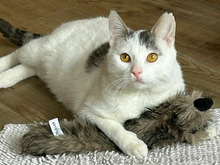 THEO, Katze, Europäisch Kurzhaar in Hamburg