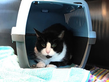 SAMIRA, Katze, Europäisch Kurzhaar in Hamburg