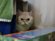 PURZEL, Katze, Britisch Kurzhaar in Hamburg