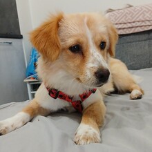KLEO, Hund, Mischlingshund in Griechenland