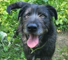 LUK, Hund, Mischlingshund in Rumänien