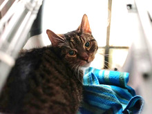 KURT, Katze, Europäisch Kurzhaar in Hamburg