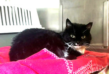 KIMBA, Katze, Europäisch Kurzhaar in Hamburg
