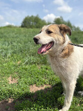 IDIS, Hund, Mischlingshund in Rumänien