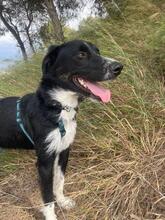 JACKO, Hund, Mischlingshund in Spanien