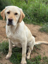 ABBY, Hund, Labrador Retriever in Rumänien