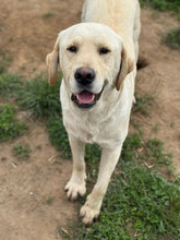 ANDY, Hund, Labrador Retriever in Rumänien