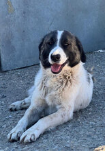ALASKA, Hund, Herdenschutzhund in Rumänien