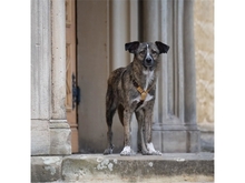 RAUNE, Hund, Mischlingshund in Weimar