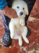 BORALIE, Hund, Mischlingshund in Italien
