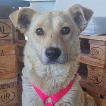 FIBI, Hund, Mischlingshund in Kirchardt