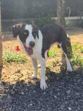LEO, Hund, Border Collie-Mix in Geilenkirchen