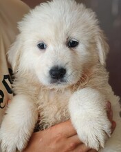 BRUMAE, Hund, Maremmano Mischling in Italien