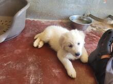 BRUMAE, Hund, Mischlingshund in Italien