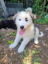 BRYNDOR, Hund, Mischlingshund in Italien