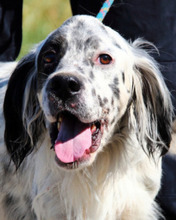 LEGOLAS, Hund, English Setter in Italien