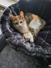 KAYA, Katze, Europäisch Kurzhaar in Süderbrarup