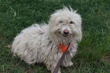 LEXA, Hund, Bichon Bolognais Mischling in Ungarn