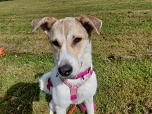 LORE, Hund, Mischlingshund in Werlaburgdorf