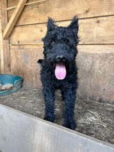 BLACKY, Hund, Mischlingshund in Rumänien