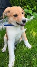 AMIGO, Hund, Mischlingshund in Rumänien