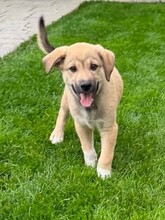 AMADEO, Hund, Mischlingshund in Rumänien