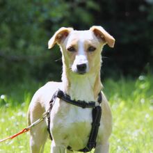 ELA, Hund, Mischlingshund in Eixen
