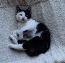 HARVEY, Katze, Hauskatze in Zypern