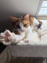 RUBY, Katze, Europäisch Kurzhaar in Bernau