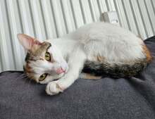 CLEO, Katze, Hauskatze in Düsseldorf