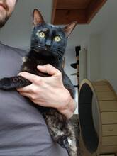 ELLI, Katze, Europäisch Kurzhaar in Bernau