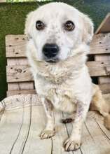 MAJA, Hund, Mischlingshund in Rumänien