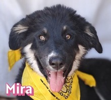 MOIRA, Hund, Mischlingshund in Haßloch