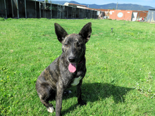 MANTRA, Hund, Mischlingshund in Bargteheide