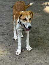 MERRY, Hund, Mischlingshund in Hagen