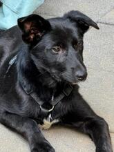 KINDRA, Hund, Mischlingshund in Hagen