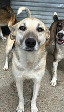 CALIPEPPA, Hund, Mischlingshund in Rumänien