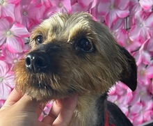 AKI, Hund, Yorkshire Terrier in Rumänien