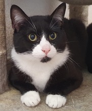 BATMAN, Katze, Europäisch Kurzhaar in Spanien