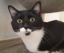 ROBIN, Katze, Europäisch Kurzhaar in Spanien